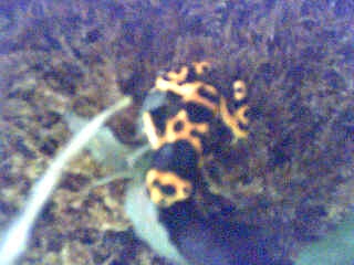 lucomeleas